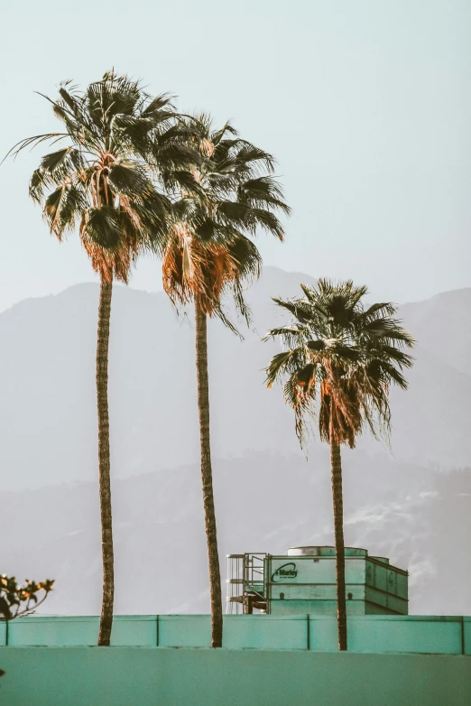 a few palm trees and a small bus parked by