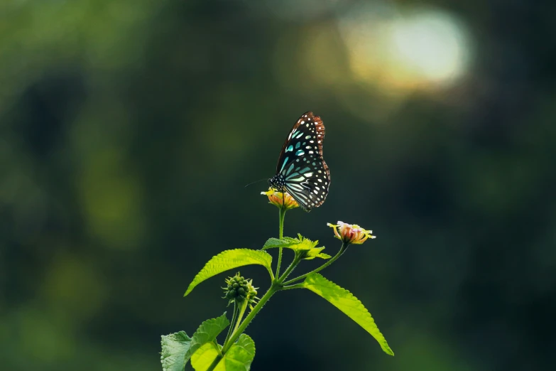 a blue and white erfly on top of a flower