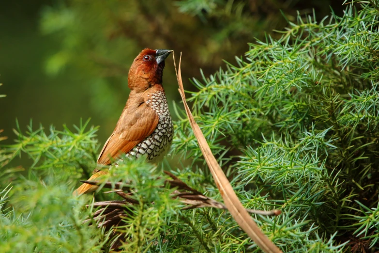 a small brown and red bird sitting on a nch in the wild