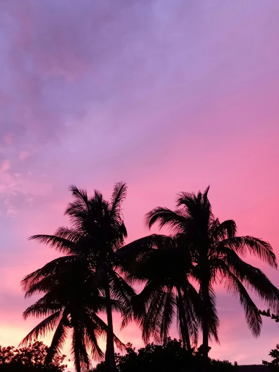 a pink sky and some palm trees