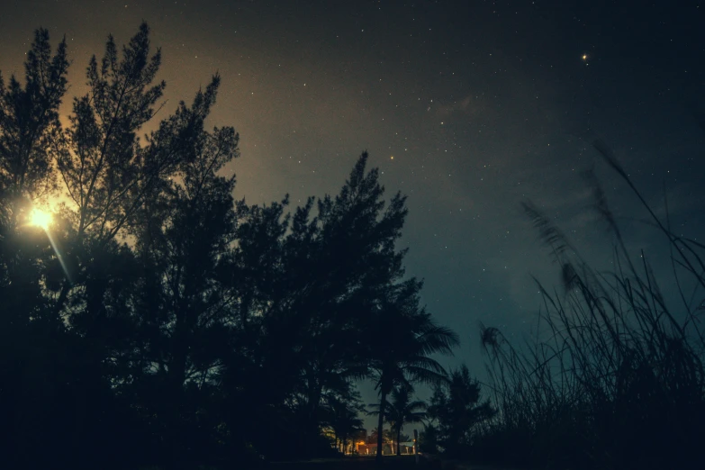 the night sky with stars shining over the trees and a street light