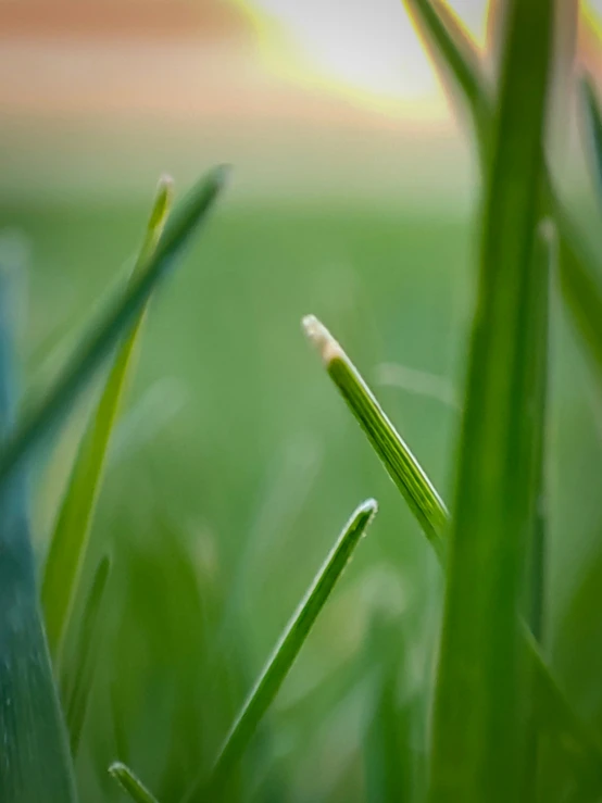 a closeup view of grass with a blurry background