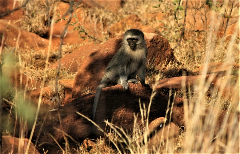 a monkey sitting on some rocks in a grassy area