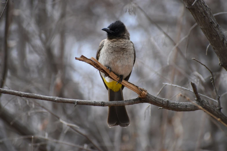 a bird sitting on top of a tree nch