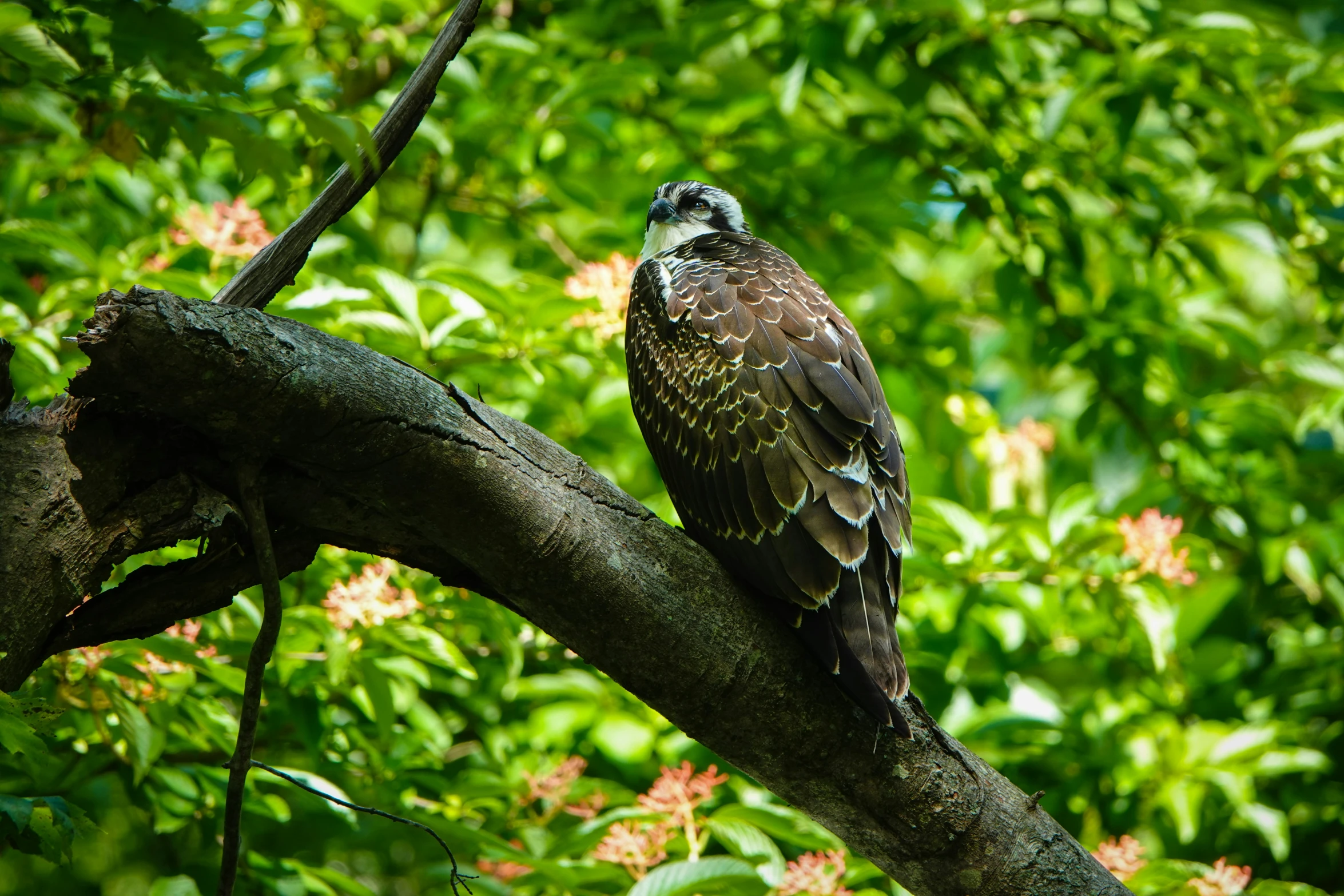 two large birds are sitting on a nch