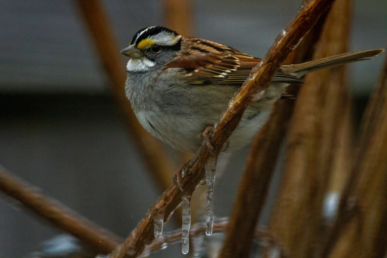 a small bird sitting on top of some nches