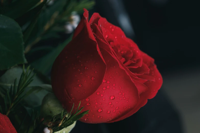 a single red rose that is near water drops