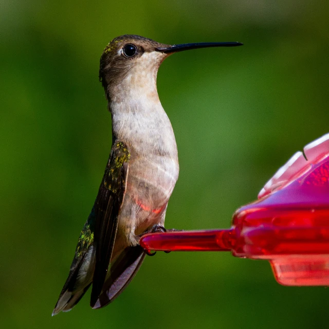 a hummingbird perches on the side of a red feeder