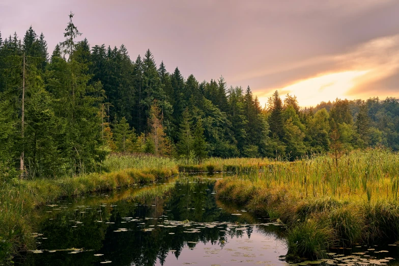 a beautiful pond near many trees on a cloudy day