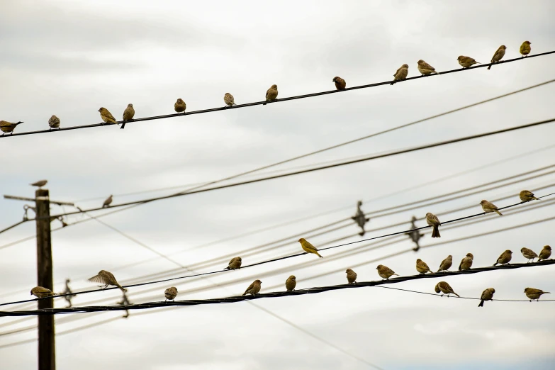 a bunch of birds perched on wires against a cloudy sky