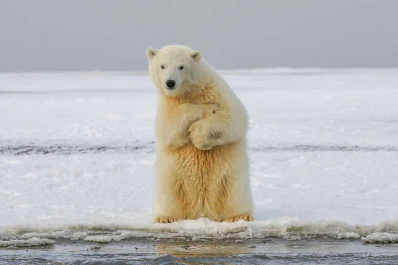 a polar bear that is standing in the snow