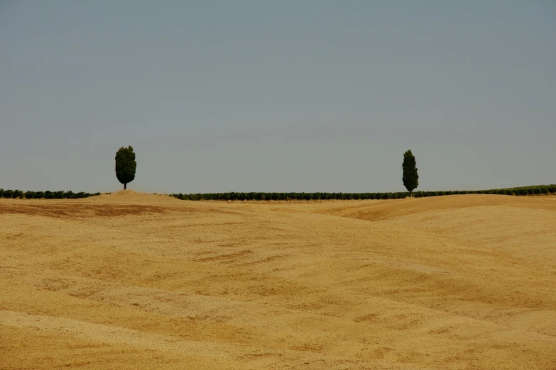 two trees in a farm area on the other side