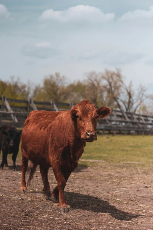 an image of a small cow that is in a field