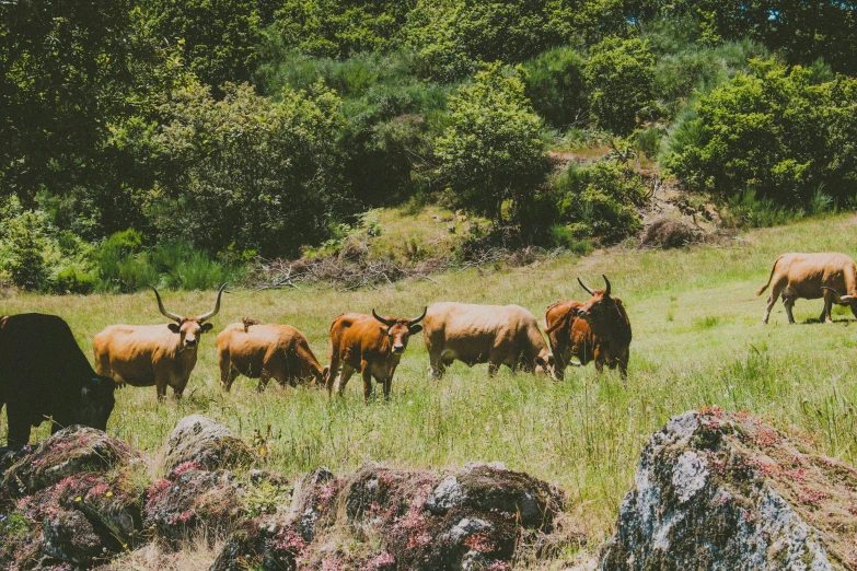 a herd of cattle grazing on a lush green field