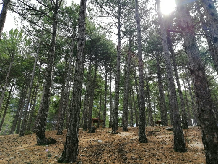 a bunch of trees in the forest