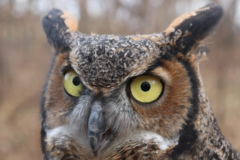 the large owl is with a very intense look on its face