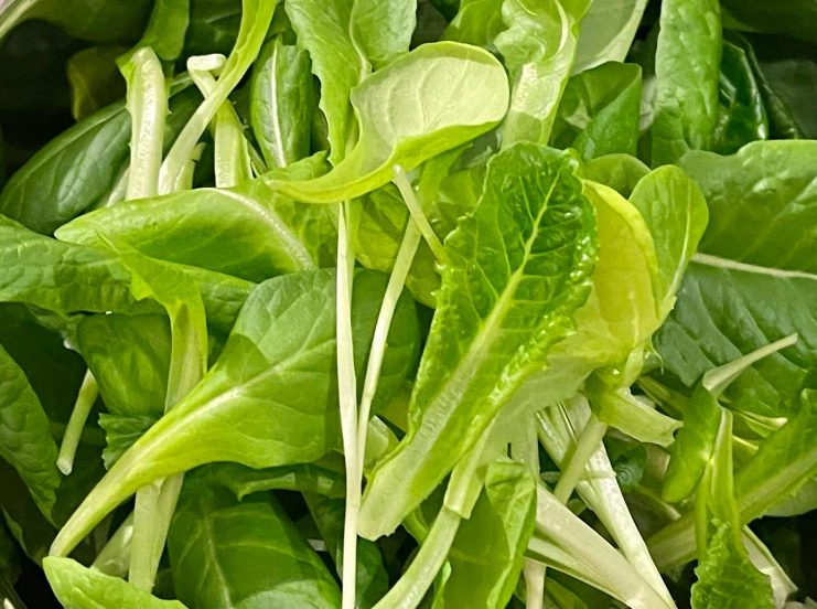 a close up of a bunch of spinach plants