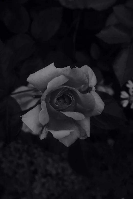 a black and white po of a pink rose