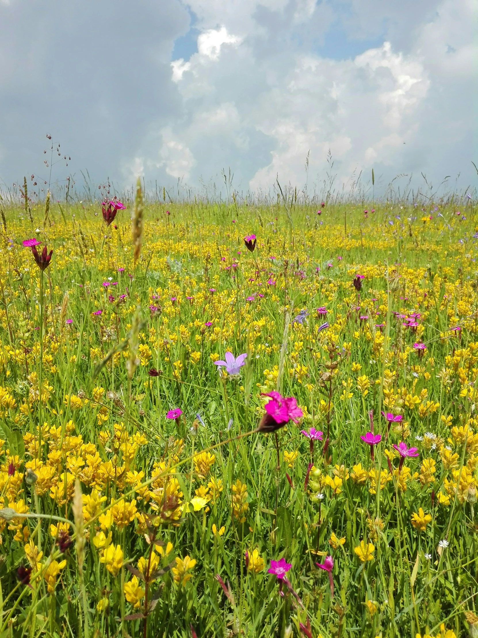 a lush green field filled with lots of purple flowers