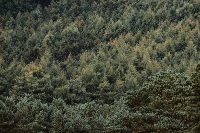 the po shows a group of bears in an area with trees