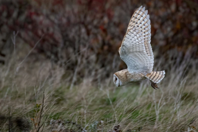 an owl flies low over a grassy area