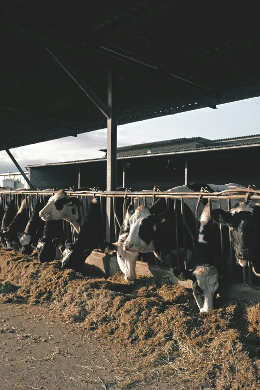 several cows in a pen eating grass near a building