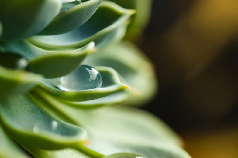 drops of water hanging from the leaves of a plant