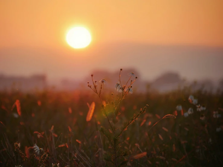 a field with grass and flowers with the sun in the distance