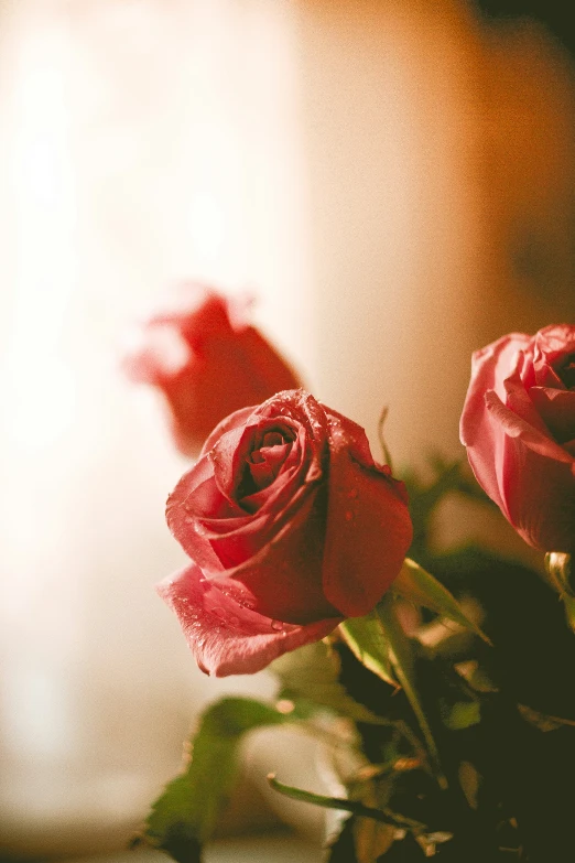 a group of three flowers sitting next to each other