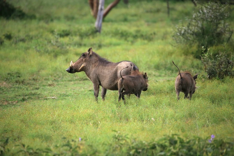 an image of two warthogs and two smaller animals