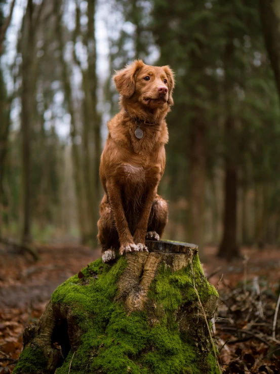 a dog sitting on top of a tree stump in the woods