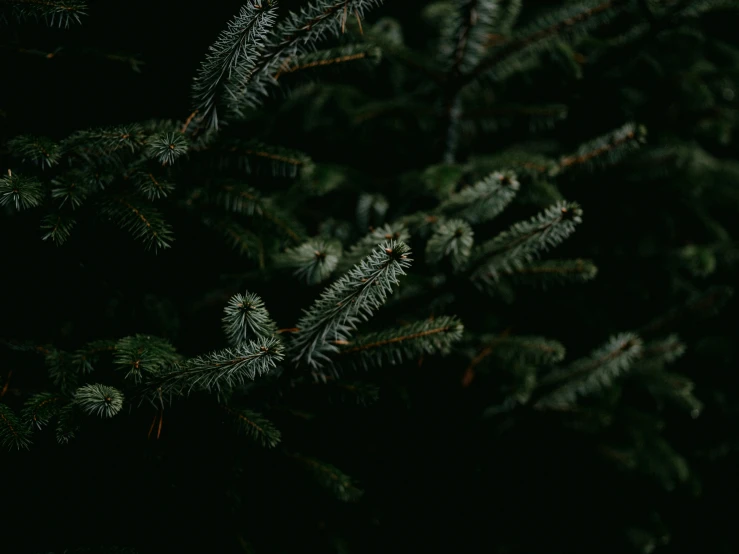 a pine tree with lots of green needles