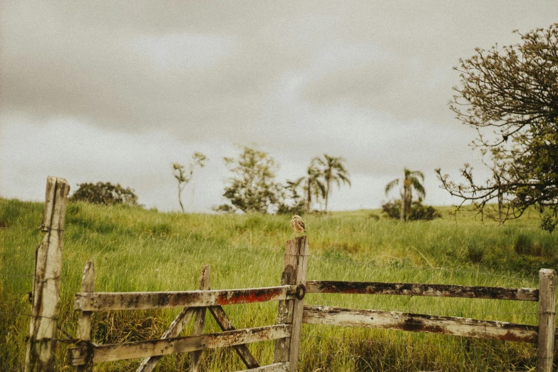 the horse is standing by the gate in the field