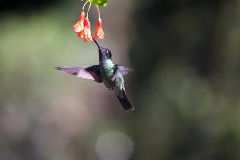 a hummingbird feeding from a flower near some leaves