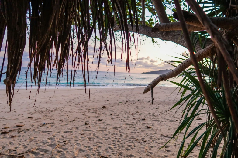 a close up of a beach with palm trees