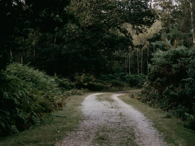 a road lined with tall leaf covered trees