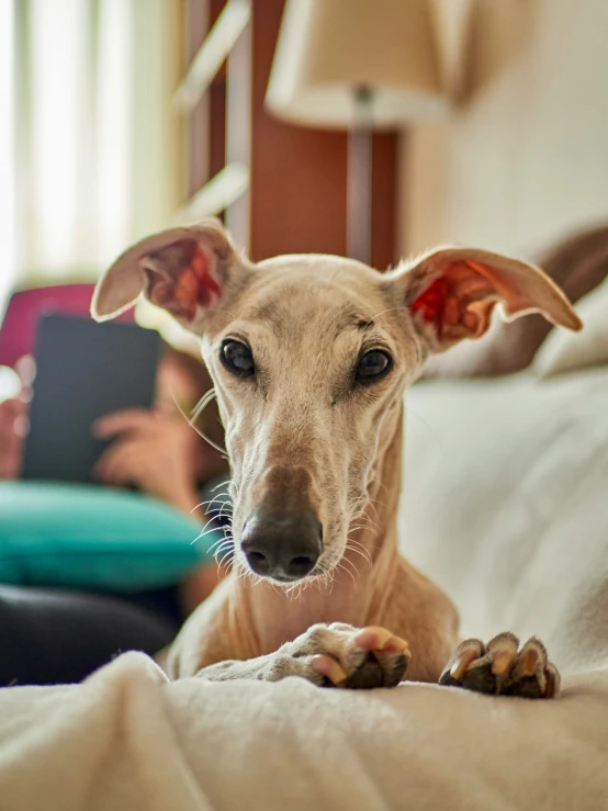 a dog with a human looking on while sitting down