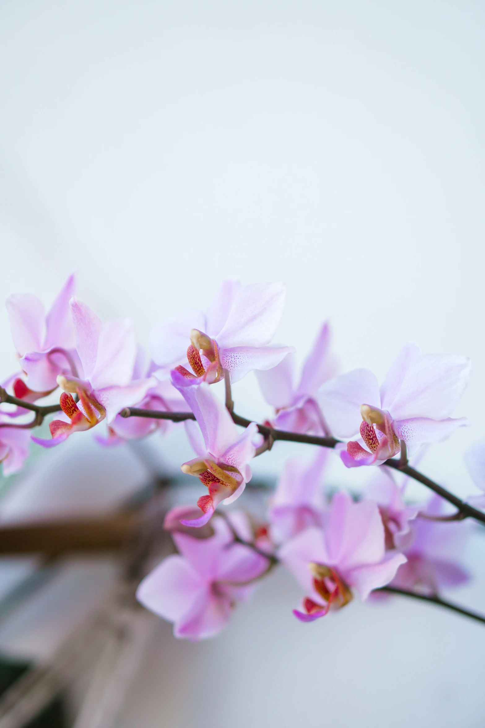 some pink flowers are growing in some vase