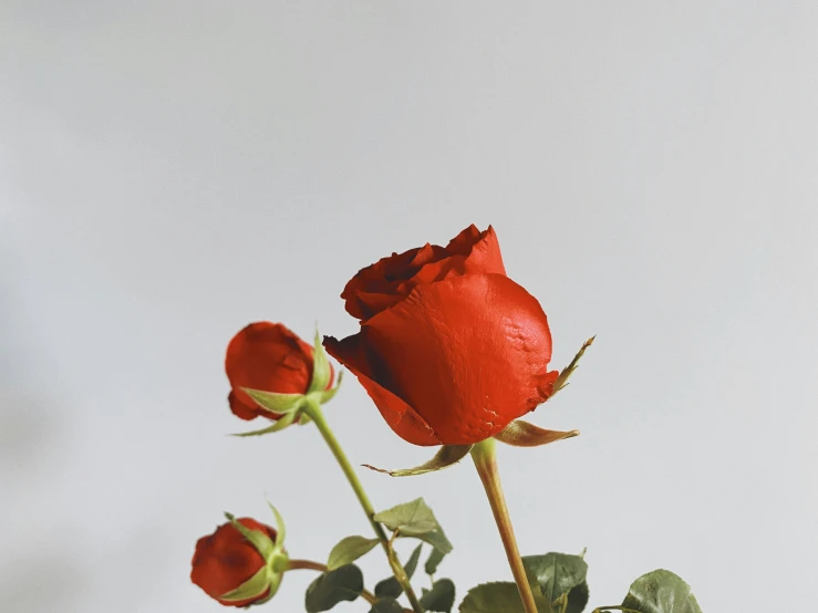 three red roses are displayed in the vase