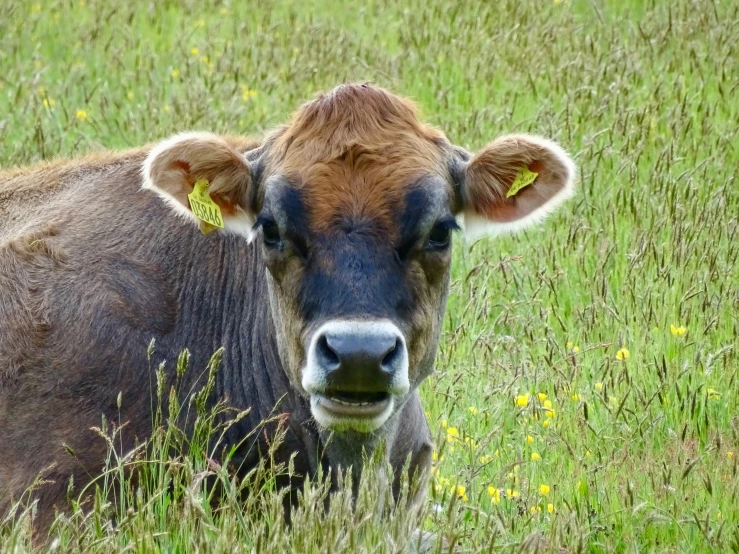 an up close po of a cow lying in a field