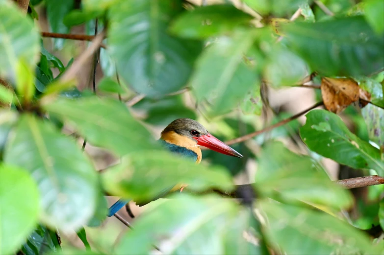 a small colorful bird perched on a green nch