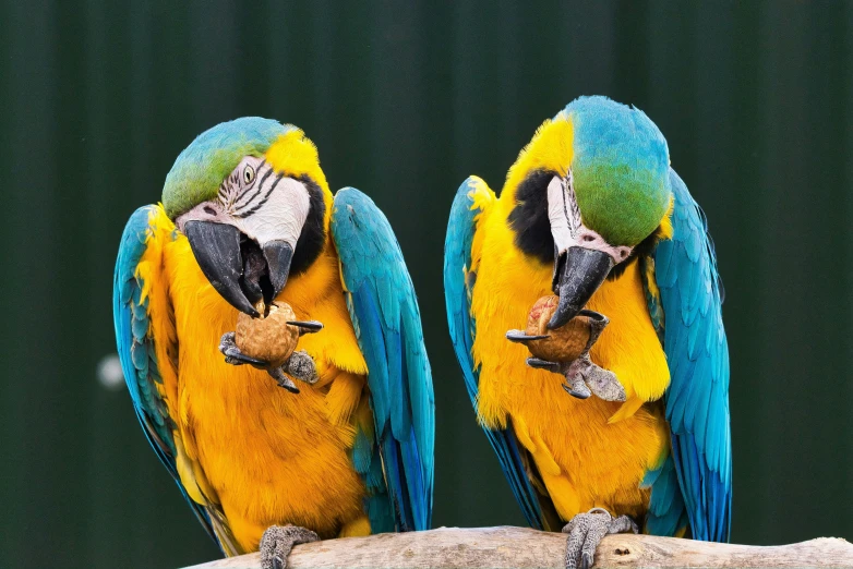 two multi - colored birds sitting on top of a tree nch