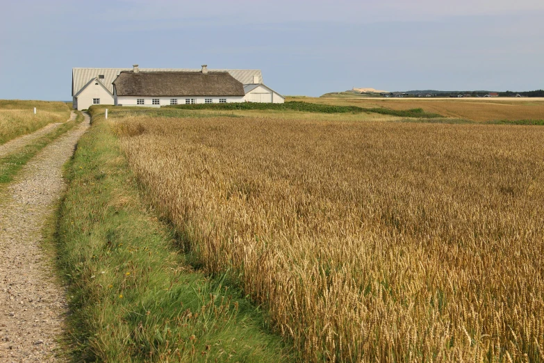 a rural house on a grassy road next to a wheat field