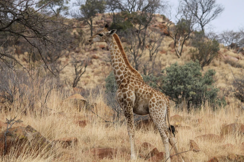 a giraffe standing in a dried field next to trees