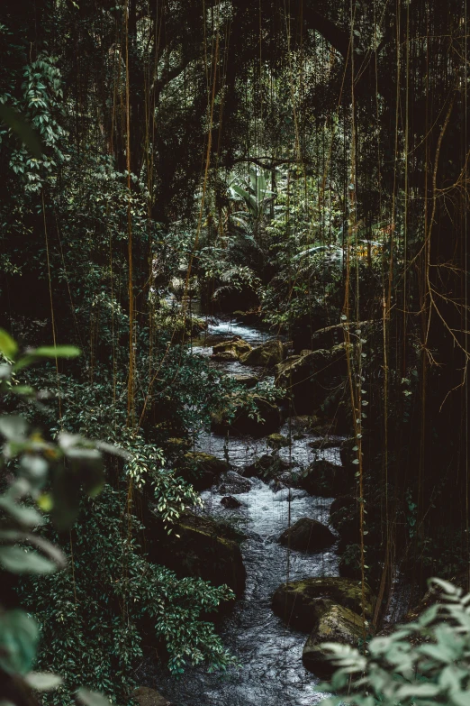 stream in the woods by itself with little stream