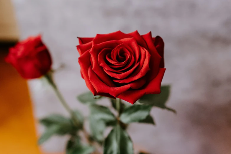 red rose in the middle of some red and yellow flowers