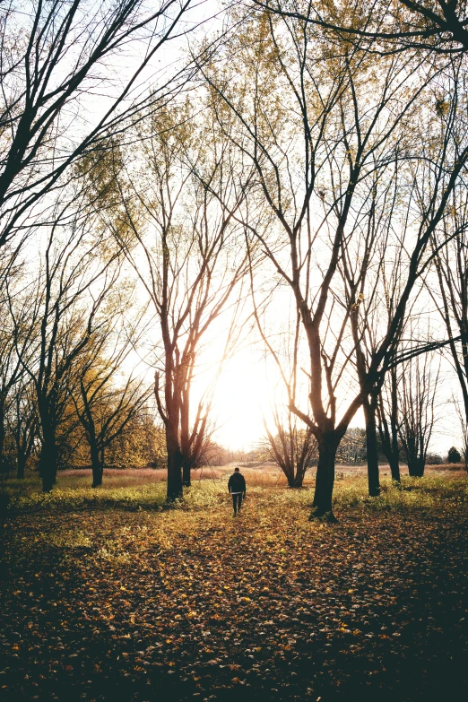 the sun is setting behind the trees in the forest