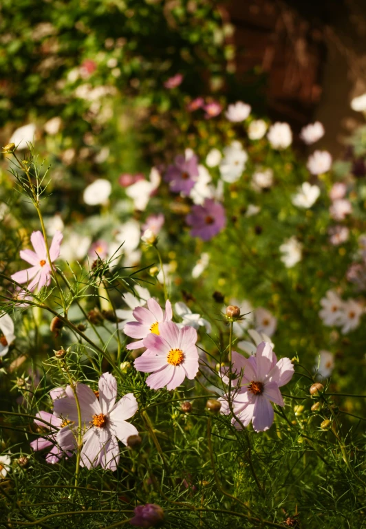 pink and white flowers in a grassy field