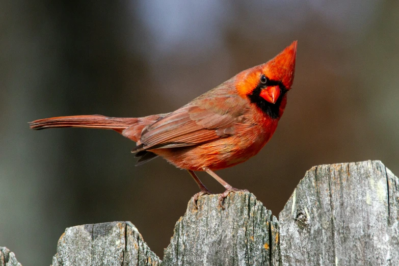 a red and black bird sitting on top of a wooden fence