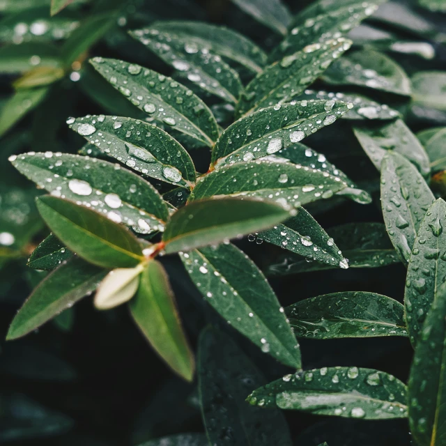 green leaves with water drops in the background